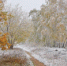 МЧС: сильный снегопад накроет Нижегородскую область 4 ноября - Tvoy-Bor.Ru