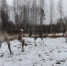 По следам северных оленей - Город Бор
