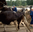 Путин подписал закон о сокращенном рабочем дне для живущих в селах россиянок - Tvoy-Bor.Ru