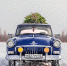 Как легально и дешево купить елку на Бору? - Tvoy-Bor.Ru
