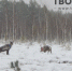 Первые лесные северные олени выпущены в Керженский заповедник - Tvoy-Bor.Ru