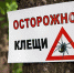 Осторожно клещи! - Tvoy-Bor.Ru