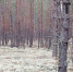 Северные олени знакомятся с территорией Керженского заповедника - Tvoy-Bor.Ru