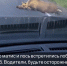 В Борском районе были замечены лоси 1 - Tvoy-Bor.Ru