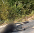 В ППК происшествие с лосем 1 - Tvoy-Bor.Ru