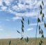 Посевная кампания началась в Нижегородской области - Tvoy-Bor.Ru