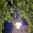 Разработано нужное приложение для борчан - Tvoy-Bor.Ru