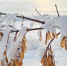 МЧС информирует: - Tvoy-Bor.Ru