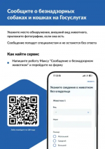 Сообщите о безнадзорных собаках и кошках на Госуслугах